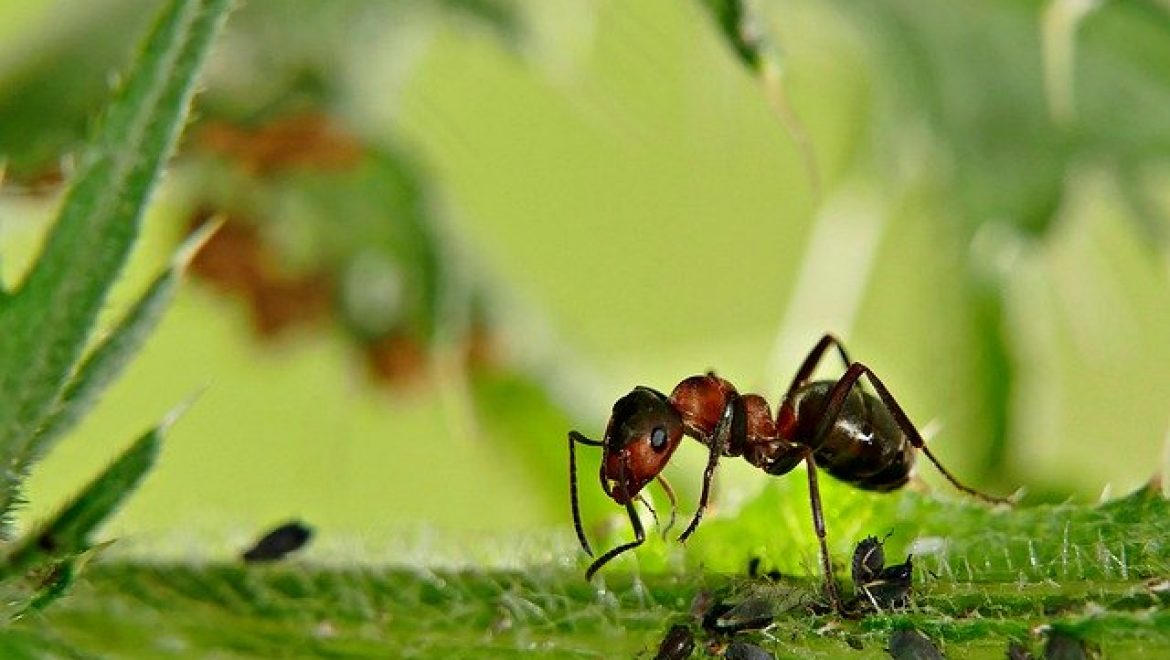 הדברת נמלים