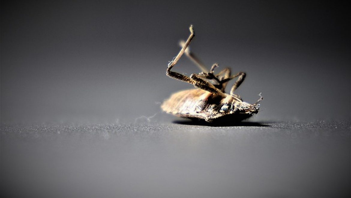 הדברת פשפשים