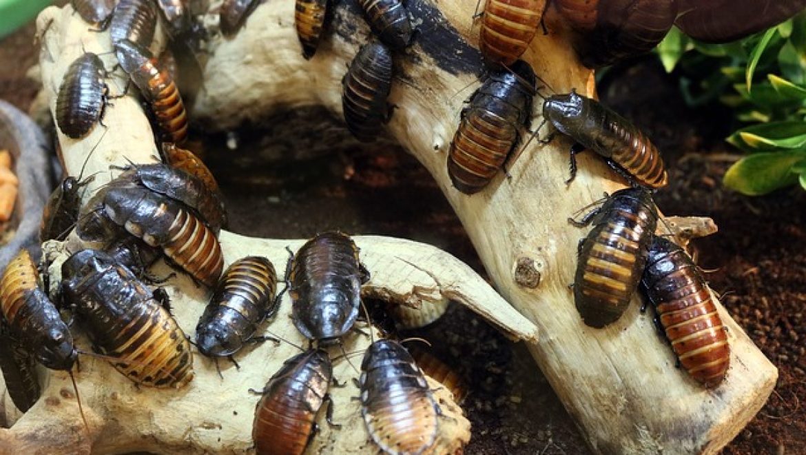 הדברה בראשון לציון