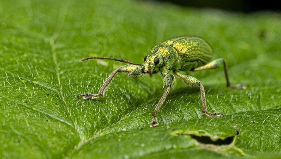 הדברה ביולוגית