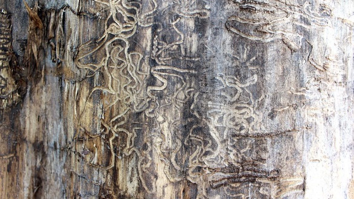 הדברת טרמיטים